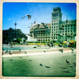 pigeons